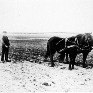Harvning med hest omkring 1910 med udsigt op mod Vittrup Baun