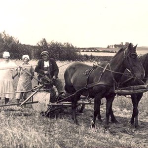 Høst med aflægger hos Mads Poulsen cirka 1925